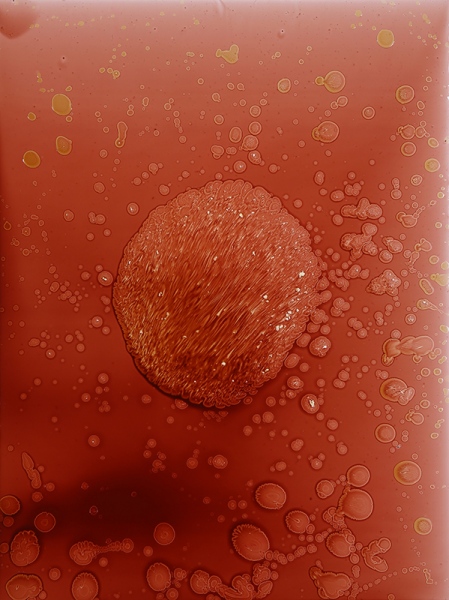 208: Cella&amp;nbsp;Barnices y pigmento de &amp;oacute;leo sobre PVC. 122 x 92 cm. 2013 - 208: Cella&amp;nbsp;Varnishes and oil pigment on PVC. 122 x 92 cm. 2013